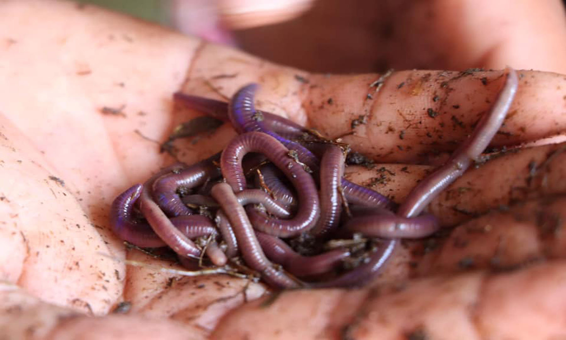 AFRICAN NIGHT CRAWLERS UPDATE 